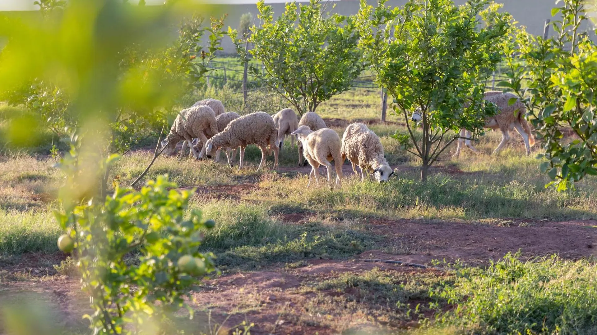 Peaceful Family Villa On A Farm With Private Pool And Stunning Mountain Views Αγκαντίρ